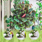 🌿【Plantenæring for alle typer innendørs og utendørs】—En flaske i hånden, verden er din!🌱🏡✨