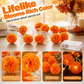 🎃 50% RABATT – Lysende ringblomstkranser – varmt oransje skinn – for veranda, peishylle og hage – skaper uhyggelig og innbydende stemning